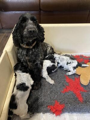 mum and babies