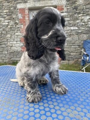 Stanley at 7 weeks