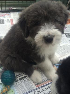 Harry at 7 weeks ,blue and white