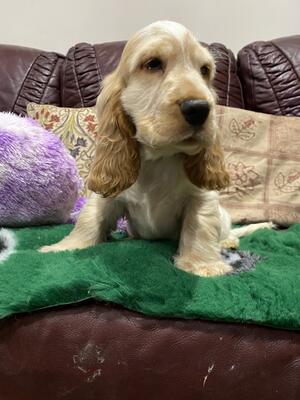Harvey at 11 weeks