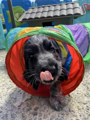 Cheeky Chappie Ozzie at 7 weeks