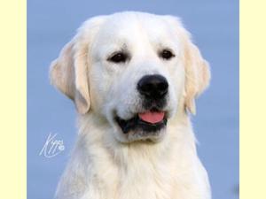 Bonjolette Mr Brightside the very handsome daddy