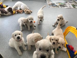 All nine puppies