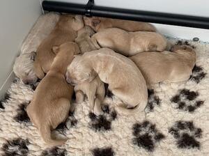 Burtoncroft Babies
