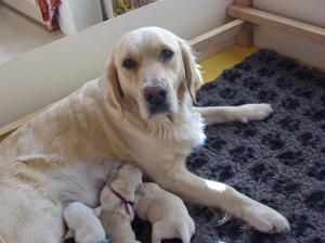 Pip with her first litter born June 2011