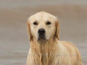 Biscuit