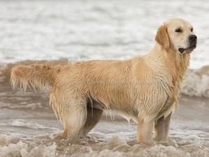 Beautiful Biscuit in the sea