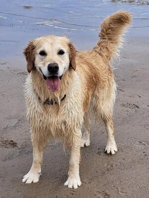 Bramble