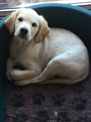 Biscuit as a puppy