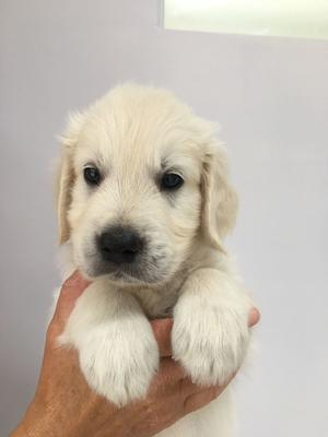 The second handsome boy available