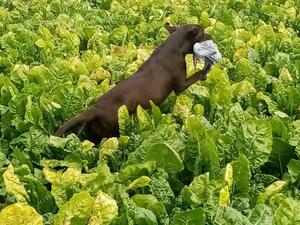 Bailey Retrieving