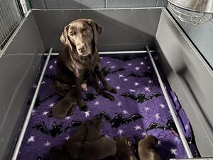 Bailey and Pups Halloween ready