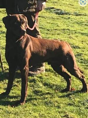 Webley the Sire