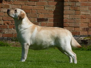 Dam - Simandem Snow Drop Ricatori