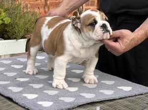 Puppies aged 6 weeks