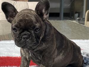 Female puppy