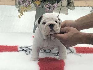 Male puppy Available
