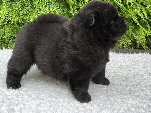 6 weeks old
