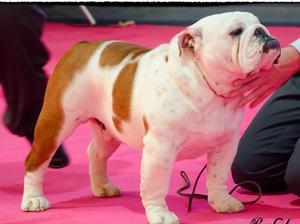 Sire - Champion Meljane Bulldogs Kingwilliam
