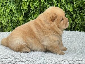 Cream Male - 4 weeks old in photo