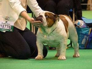 Mother - Ricatori Work It Baby (Crufts 2016)