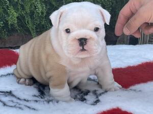 Red & White female