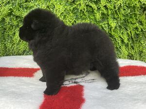 6 wks old