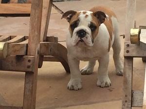 Female available - 15 weeks