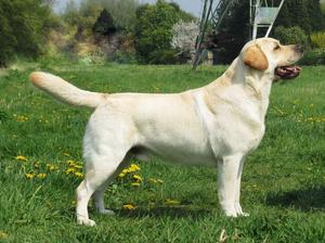 Sire-NL/Lux/Int Sh Ch Carpenny Micah at Suttonpark