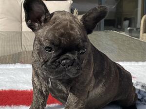 Female Puppy