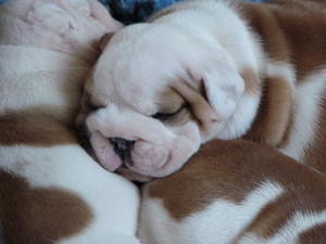 Ricatori bred puppies
