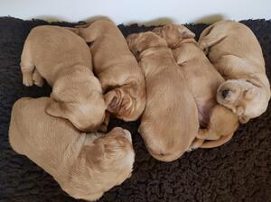 HOLLYs puppies at 1 week old