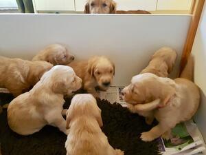 HOLLYs Pups at 3 weeks old