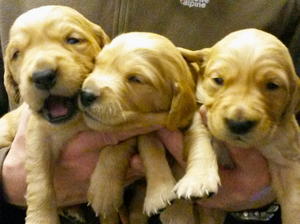 Lilys puppies at 3 weeks old