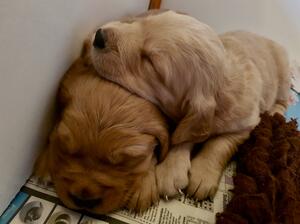 HOLLYs Pups at 4 weeks old