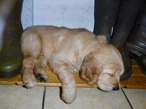 One of SPICEs babies at 6 weeks old