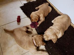 Hollys puppies at 5 weeks old