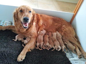 Lily and her babies born 26.5.17