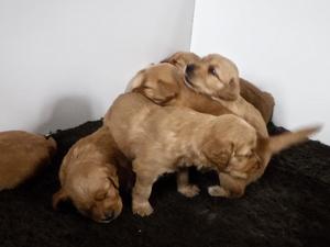 LILY's pups at 3 weeks old