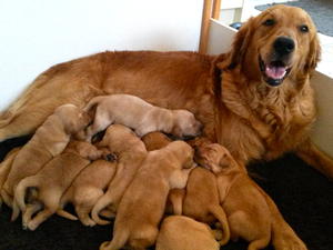 Lily and her pups at 3wks old