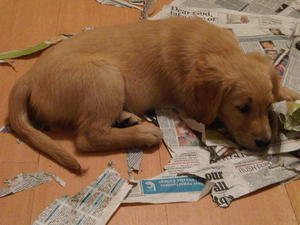 SPICE at 8 weeks old