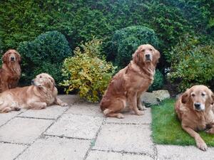Holly, Spice, MAISY & Lily in the garden