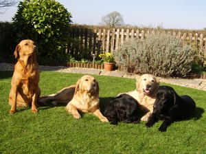 LEXI on the lawn with PURDY, EBONY, SPICE & TESS