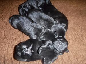 STELLA's pups at 5 days old