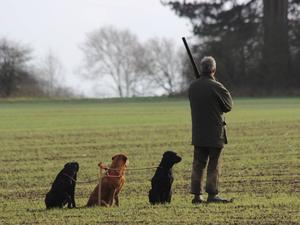 Can I go for the retrieve Dad?