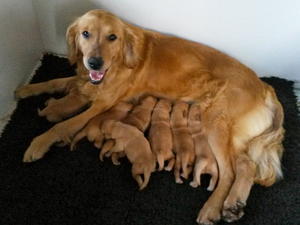 Spice & her babies born 9.5.16