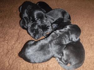 STELLA's pups at 5 days old