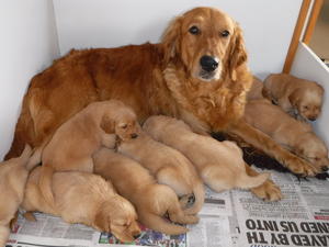 Lily and her pups at 4wks old