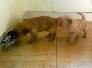 Spices Pups at 4 weeks old