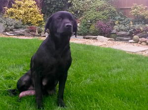 Mum waiting to get back to her puppies